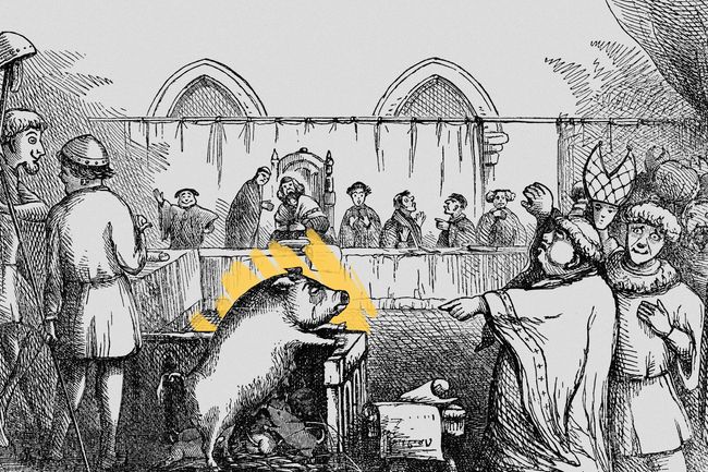 Pig on trial for murder
