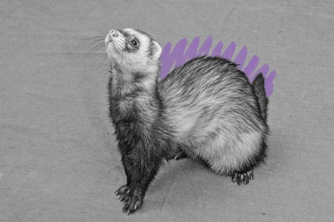 Pet ferret