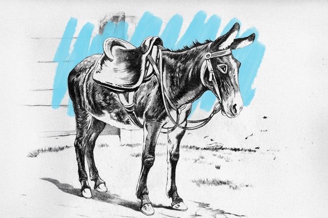 Saddled mule